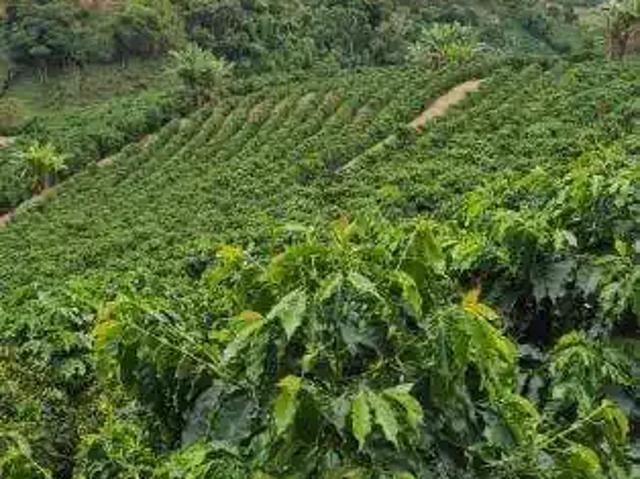 Sítio / Chácara para Venda em Caparaó/MG Zona Rural