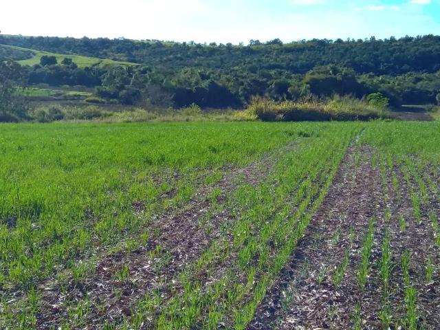 Sítio / Chácara para Venda em Capela do Alto/SP Zona Rural 2 Quartos