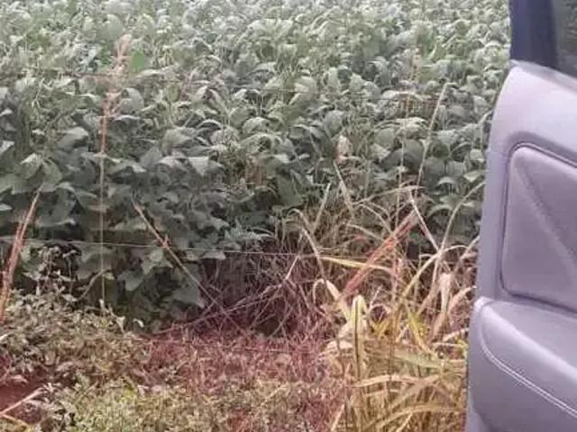 Sítio / Chácara para Venda em Capinópolis/MG Zona Rural