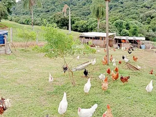 Sítio / Chácara para Venda em Carambeí/PR Vila Afcb