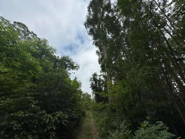 Sítio / Chácara para Venda em Carlos Barbosa/RS Cinco da Boa Vista Distrito