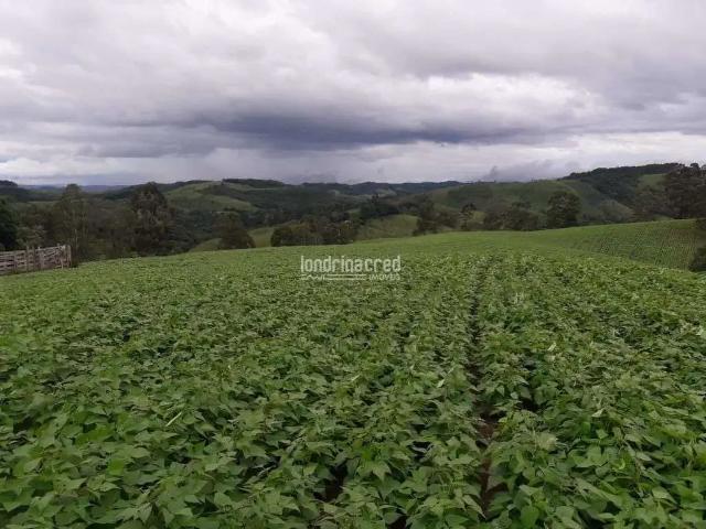 Sítio / Chácara para Venda em Castro/PR Áreal Rural de Castro