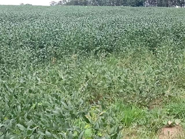 Sítio / Chácara para Venda em Cesário Lange/SP Zona Rural 3 Quartos