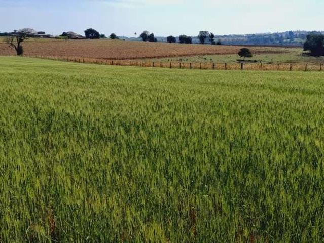 Sítio / Chácara para Venda em Cesário Lange/SP Zona Rural 2 Quartos
