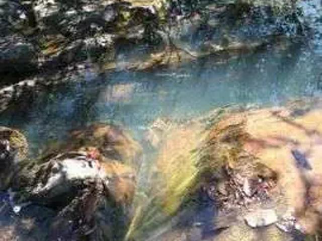 Sítio / Chácara para Venda em Chapada dos Guimarães/MT Zona Rural 1 Quartos