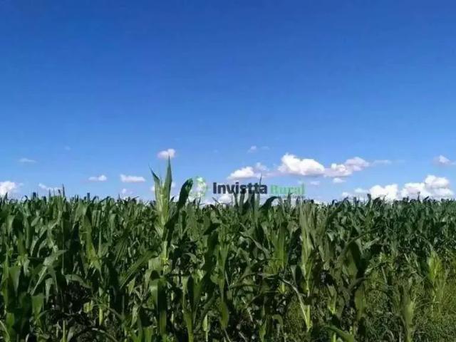 Sítio / Chácara para Venda em Cristalândia/TO Setor Central