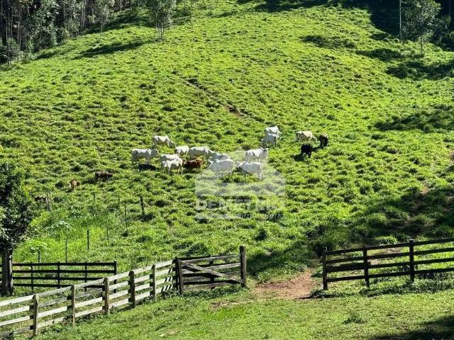 Sítio / Chácara para Venda em Cunha/SP Pedra Branca