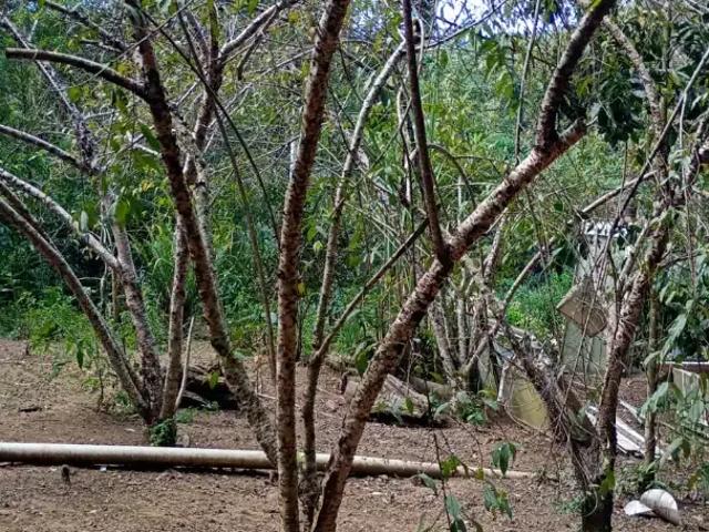 Sítio / Chácara para Venda em Curitiba/PR Zona Rural 2 Quartos