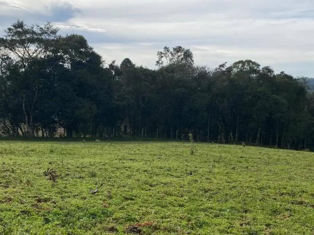 Sítio / Chácara para Venda em Curitiba/PR Zona Rural