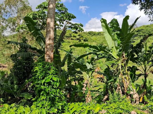 Terreno / Lote para Venda em Amaraji/PE Zona Rural