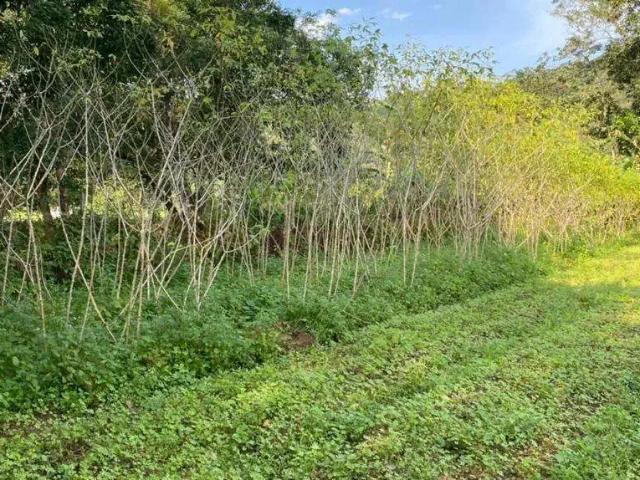 Sítio / Chácara para Venda em Antonina/PR Zona Rural 3 Quartos