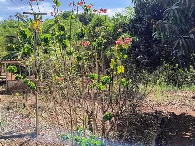 Sítio / Chácara para Venda em Anápolis/GO Jardim Progresso 3 Quartos