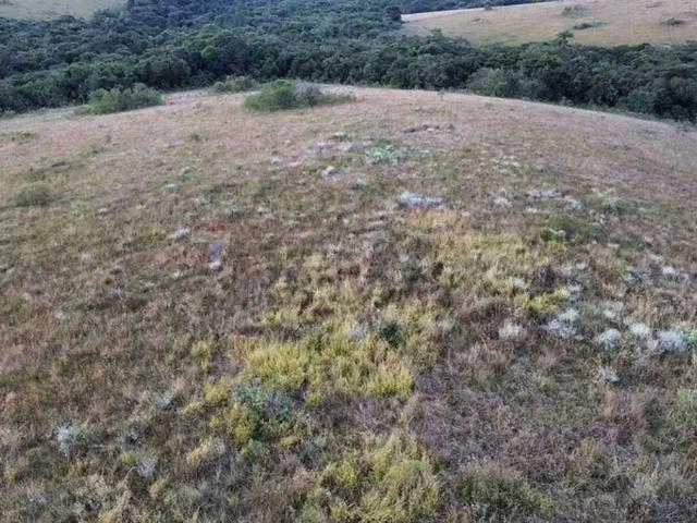 Sítio / Chácara para Venda em Andrelândia/MG Centro