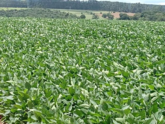 Sítio / Chácara para Venda em Angatuba/SP Zona Rural 1 Quartos