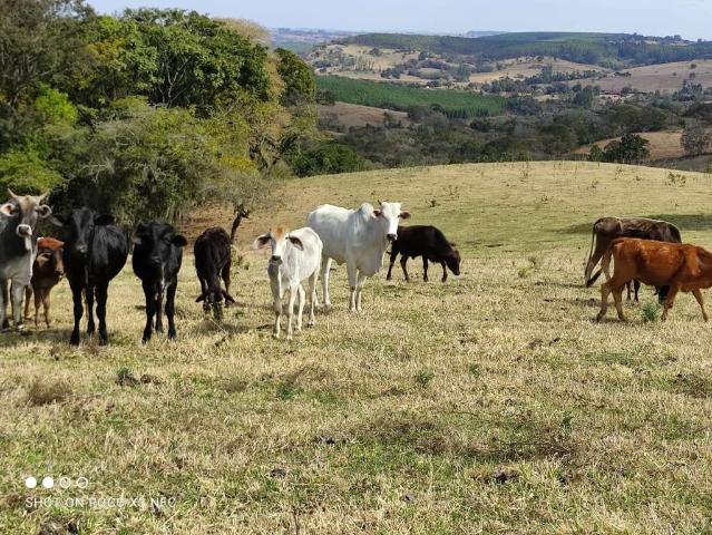 Sítio / Chácara para Venda em Angatuba/SP Zona Rural 2 Quartos