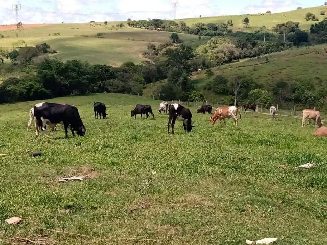 Sítio / Chácara para Venda em Angatuba/SP Zona Rural 3 Quartos