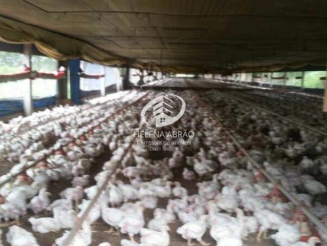 Sítio / Chácara para Venda em Anhembi/SP Zona Rural 12 Quartos