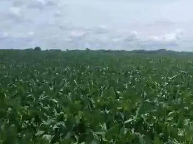 Sítio / Chácara para Venda em Acreúna/GO Zona Rural
