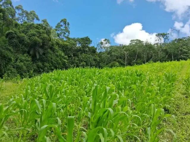 Sítio / Chácara para Venda em Águas Mornas/SC Teresópolis