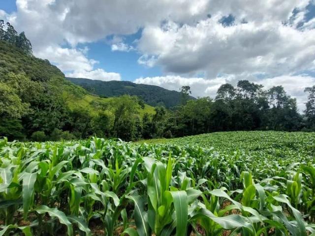 Sítio / Chácara para Venda em Águas Mornas/SC Zona Rural