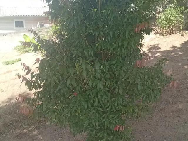 Sítio / Chácara para Venda em Agudos do Sul/PR Centro 2 Quartos