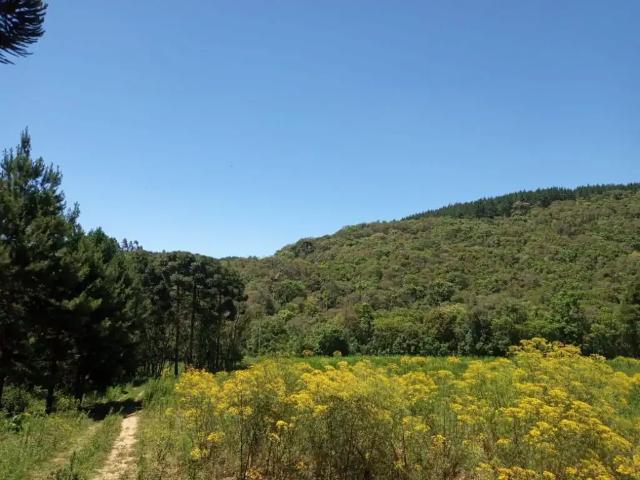 Sítio / Chácara para Venda em Agudos do Sul/PR Zona Rural 2 Quartos