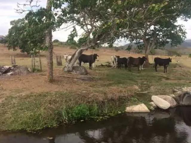 Sítio / Chácara para Venda em Agrestina/PE Zona Rural 4 Quartos