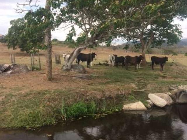 Sítio / Chácara para Venda em Agrestina/PE Zona Rural 4 Quartos