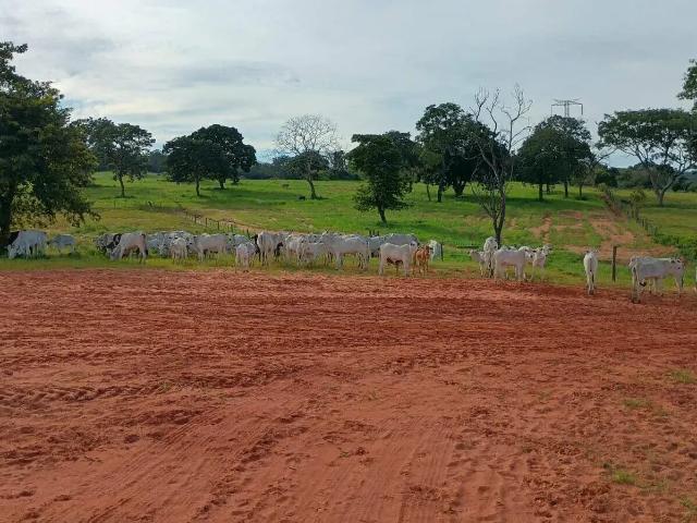 Sítio / Chácara para Venda em Alto Araguaia/MT Centro