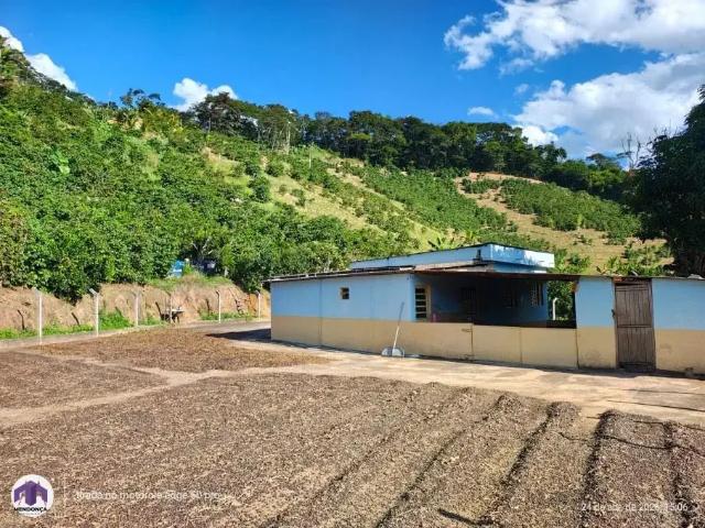 Sítio / Chácara para Venda em Alto Jequitibá/MG Área Rural de Alto Jequitibá