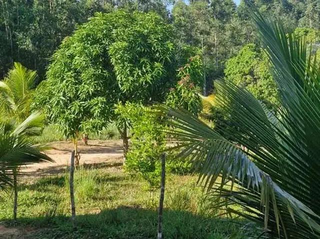 Sítio / Chácara para Venda em Alagoinhas/BA Centro 4 Quartos