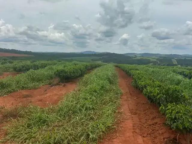 Sítio / Chácara para Venda em Alfenas/MG Área Rural de Alfenas