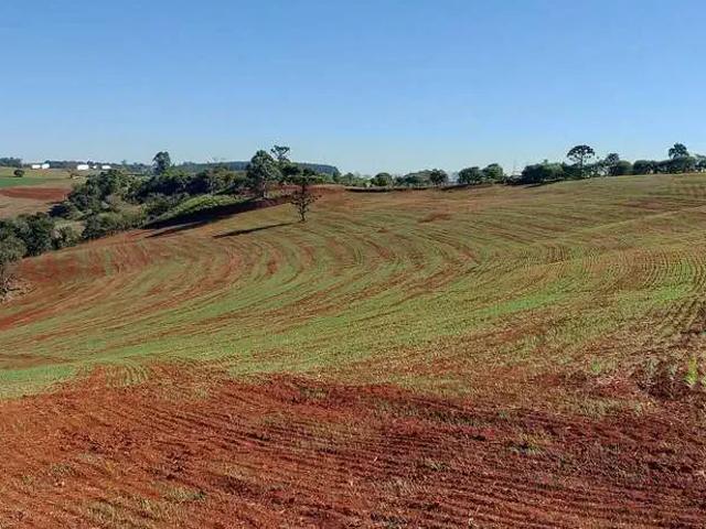 Sítio / Chácara para Venda em Apucarana/PR Área Rural de Apucarana