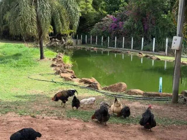 Sítio / Chácara para Venda em Araraquara/SP Área Rural de Araraquara