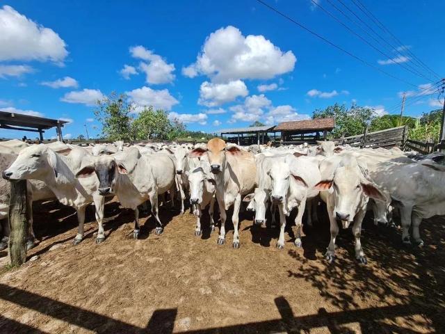 Sítio / Chácara para Venda em Araruama/RJ Fazendinha 3 Quartos