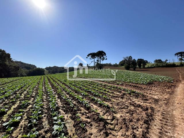 Sítio / Chácara para Venda em Araucária/PR Colônia Cristina
