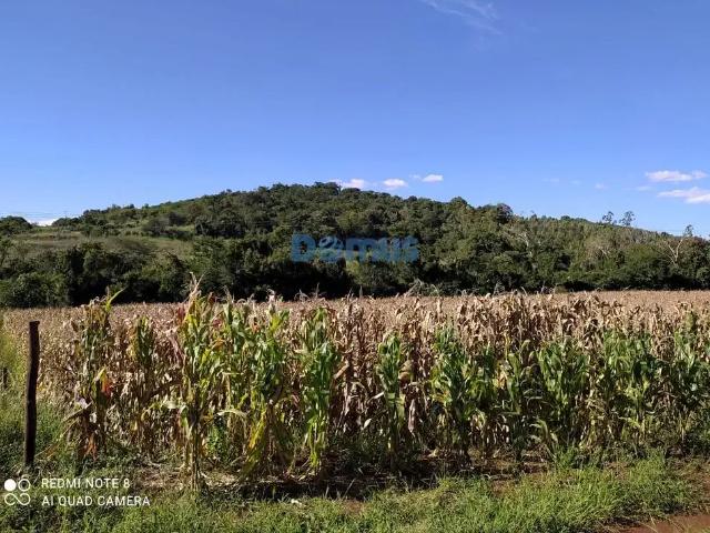 Sítio / Chácara para Venda em Assaí/PR Zona Rural