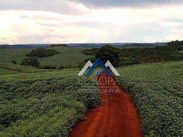 Sítio / Chácara para Venda em Assaí/PR Zona Rural