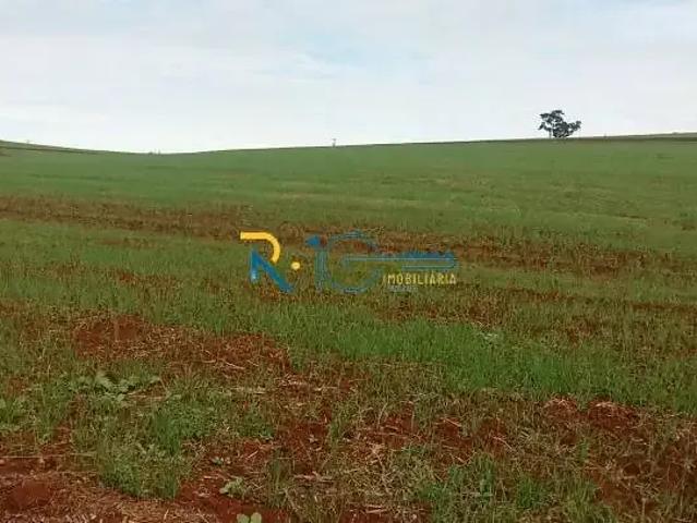 Sítio / Chácara para Venda em Assaí/PR Seção Guarucaia