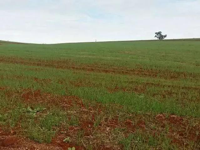 Sítio / Chácara para Venda em Assaí/PR Seção Guarucaia