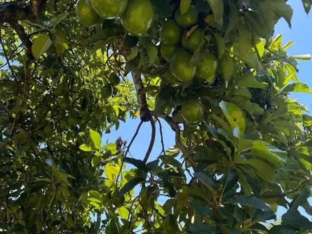 Sítio / Chácara para Venda em Avaí/SP Zona Rural 3 Quartos