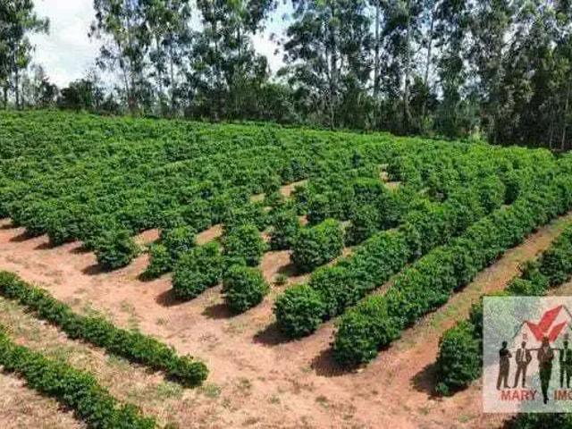 Sítio / Chácara para Venda em Botelhos/MG Centro