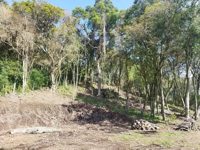 Sítio / Chácara para Venda em Boa Vista do Sul/RS Zona Rural