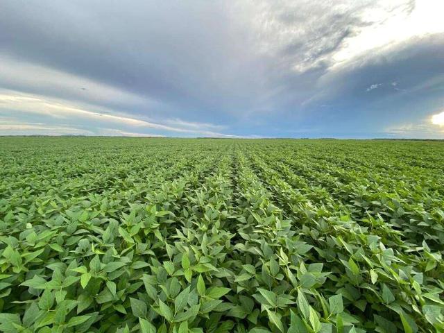 Sítio / Chácara para Venda em Boa Vista/RR Área Rural de Boa Vista