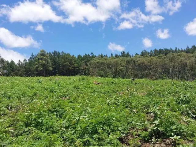 Sítio / Chácara para Venda em Bocaiúva do Sul/PR Zona Rural