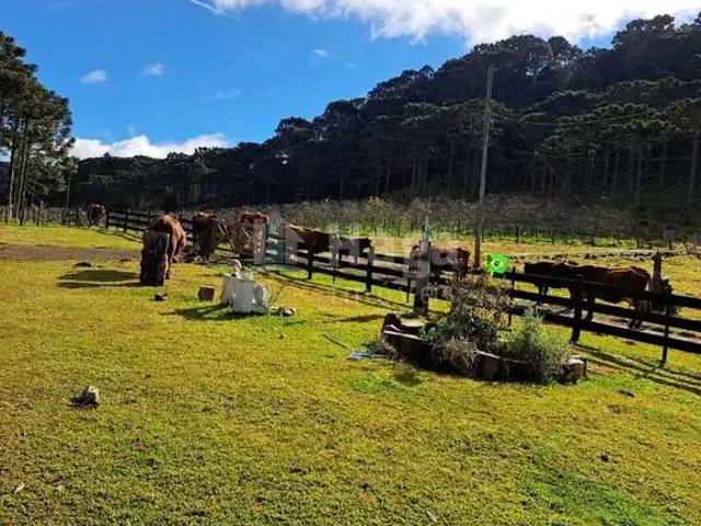 Sítio / Chácara para Venda em Bom Jardim da Serra/SC Centro 5 Quartos