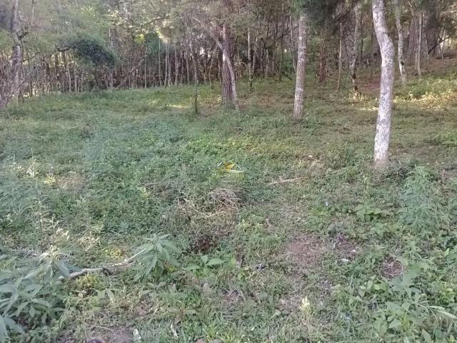 Sítio / Chácara para Venda em Balsa Nova/PR Bugre 1 Quartos
