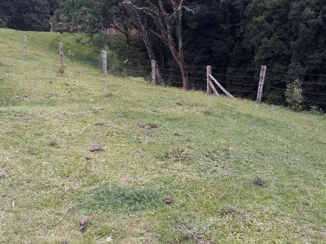 Sítio / Chácara para Venda em Balsa Nova/PR Bugre