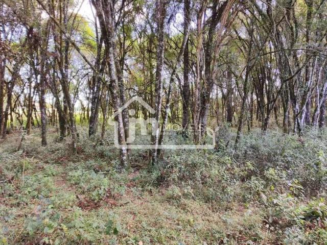 Sítio / Chácara para Venda em Balsa Nova/PR Rodeiozinho