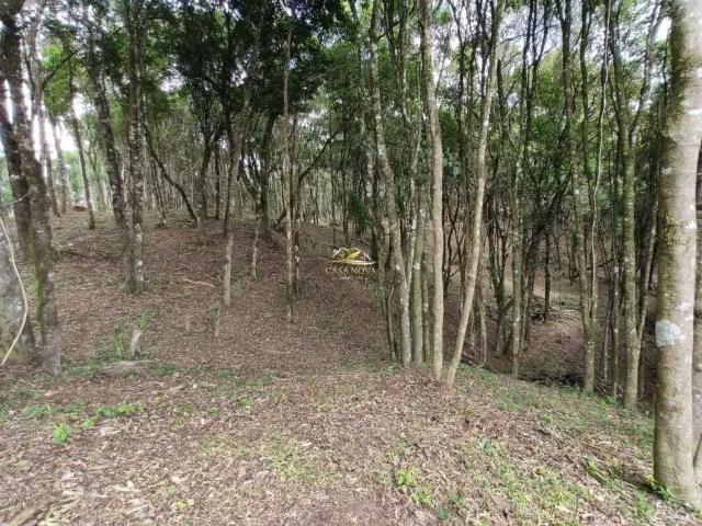 Sítio / Chácara para Venda em Balsa Nova/PR São Luiz do Purunã 1 Quartos